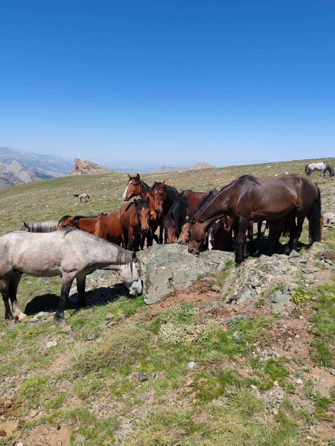 Konya’da doğanın özgür ruhu! Yılkı atları yakından görüntülendi 15
